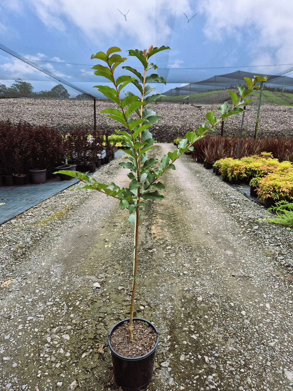 Crepe Myrtle - Tuscarora