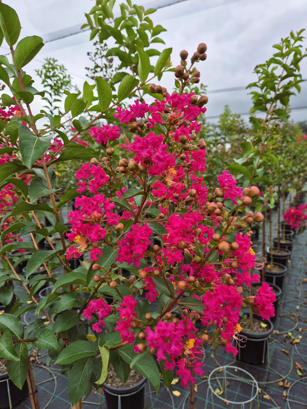 Crepe Myrtle - Tonto