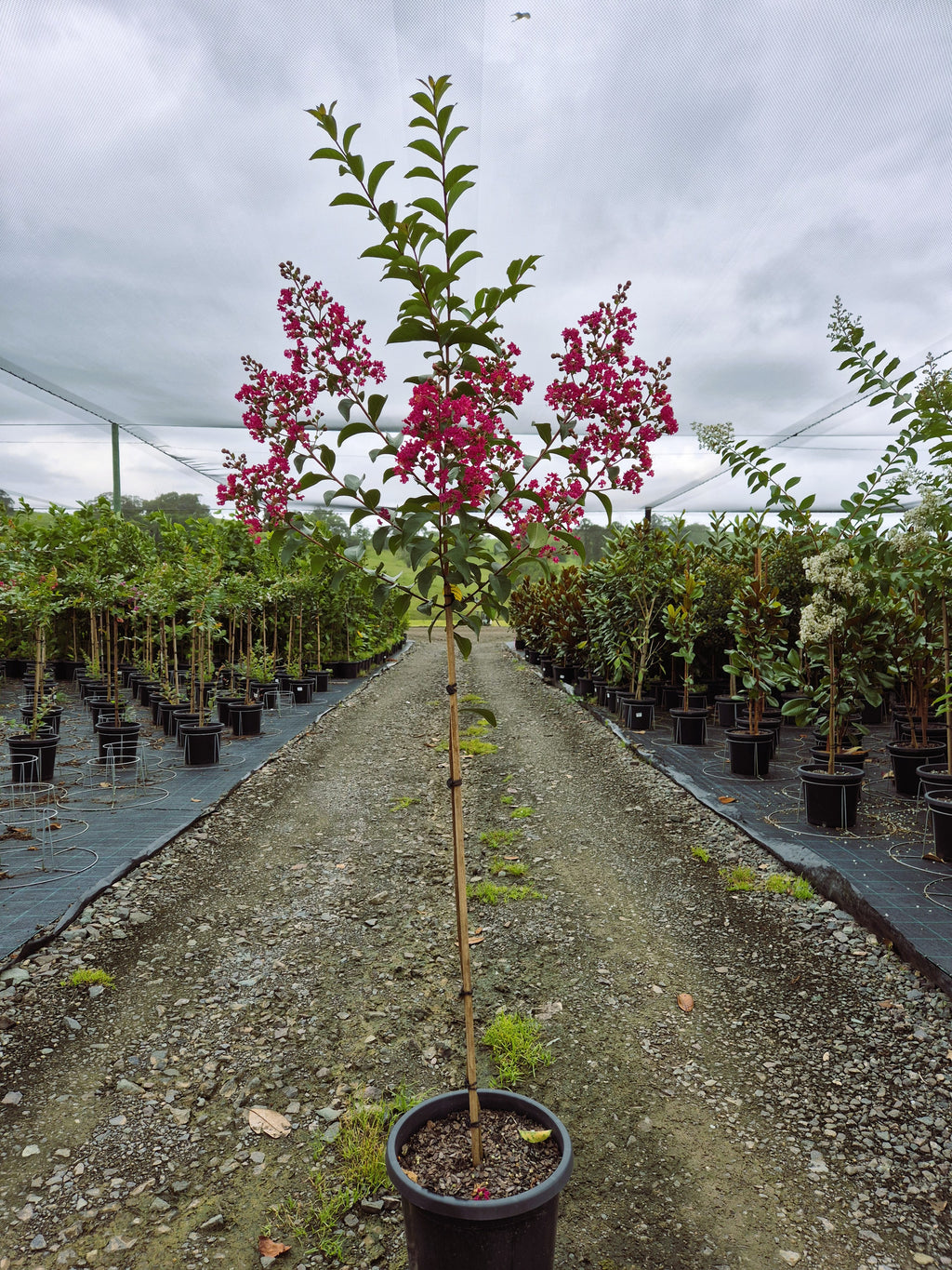 Crepe Myrtle - Tonto