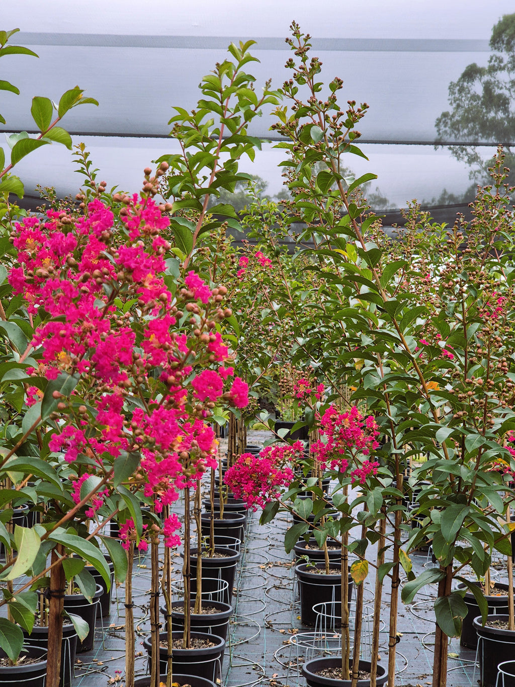 Crepe Myrtle - Tonto