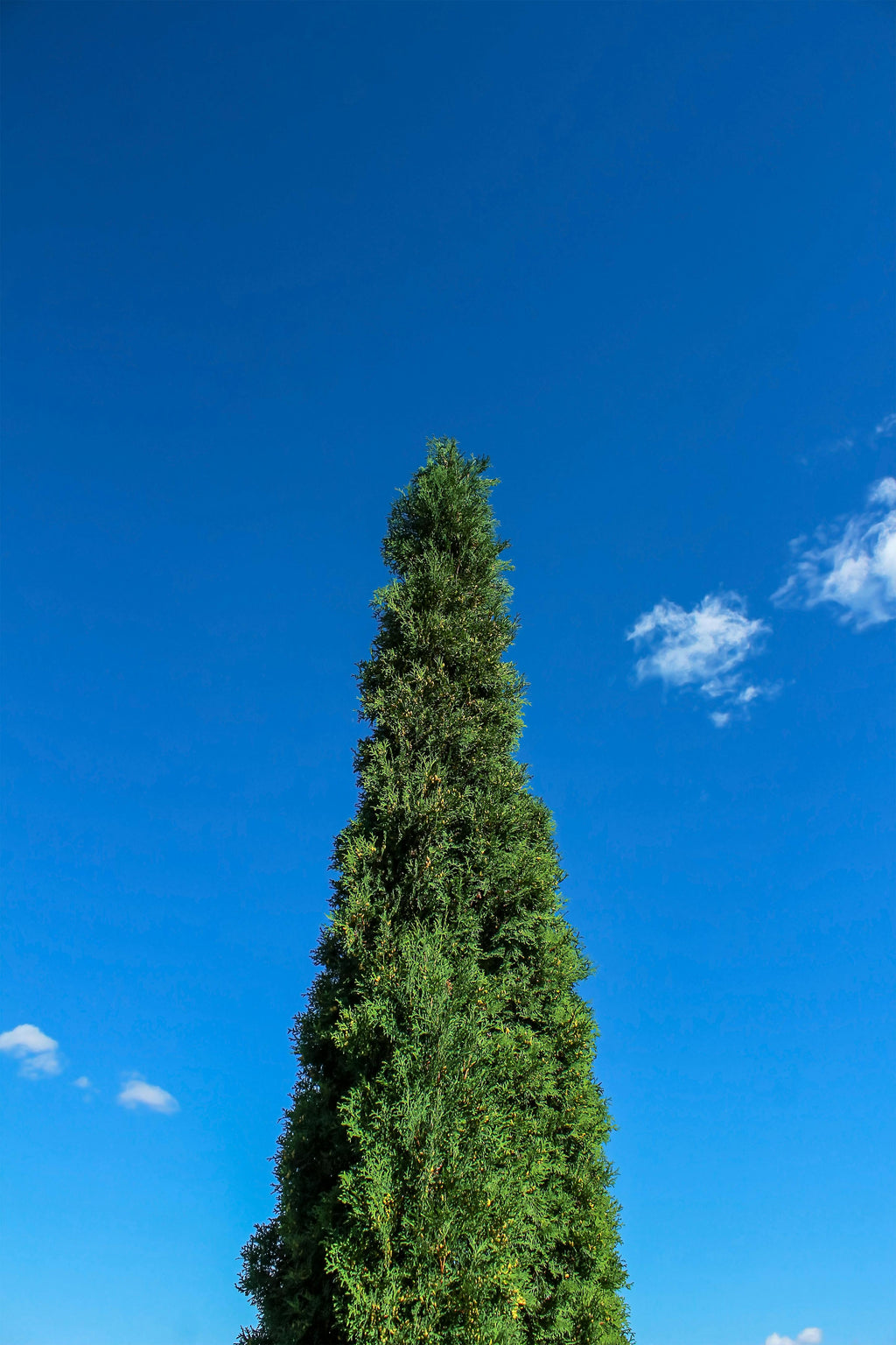 Cupressus sempervirens Stricta