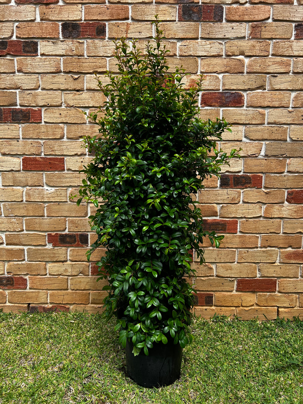 Lilly Pilly (Syzygium australe) Straight and Narrow