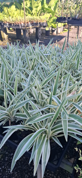 Dianella SILVER STREAK™