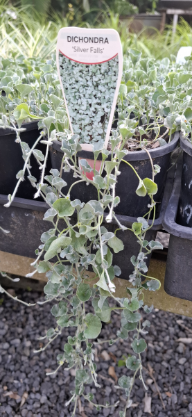 Dichondra argentea Silver Falls