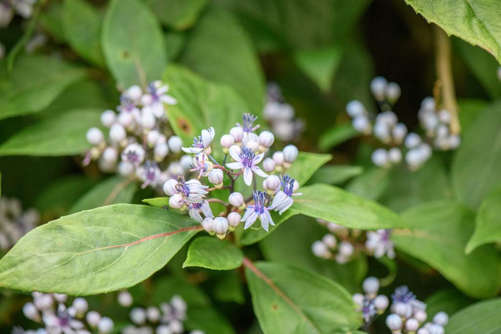 Dichroa versicolor Evergreen Hydrangea