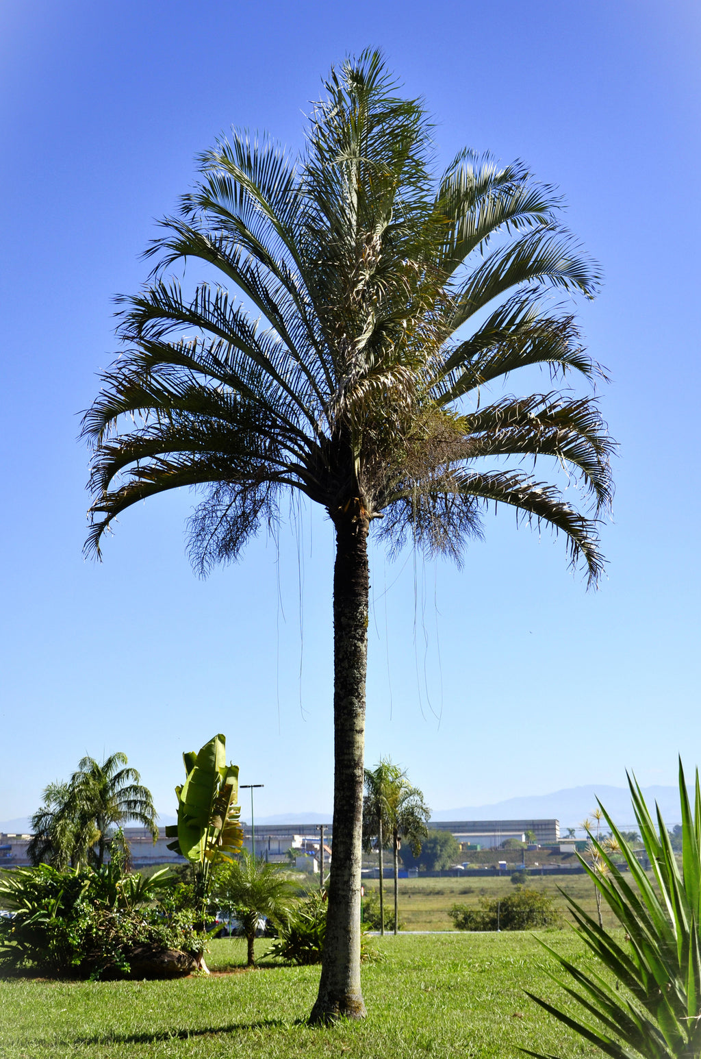 Dypsis decaryi (syn. Chrysalidocarpus decaryi)