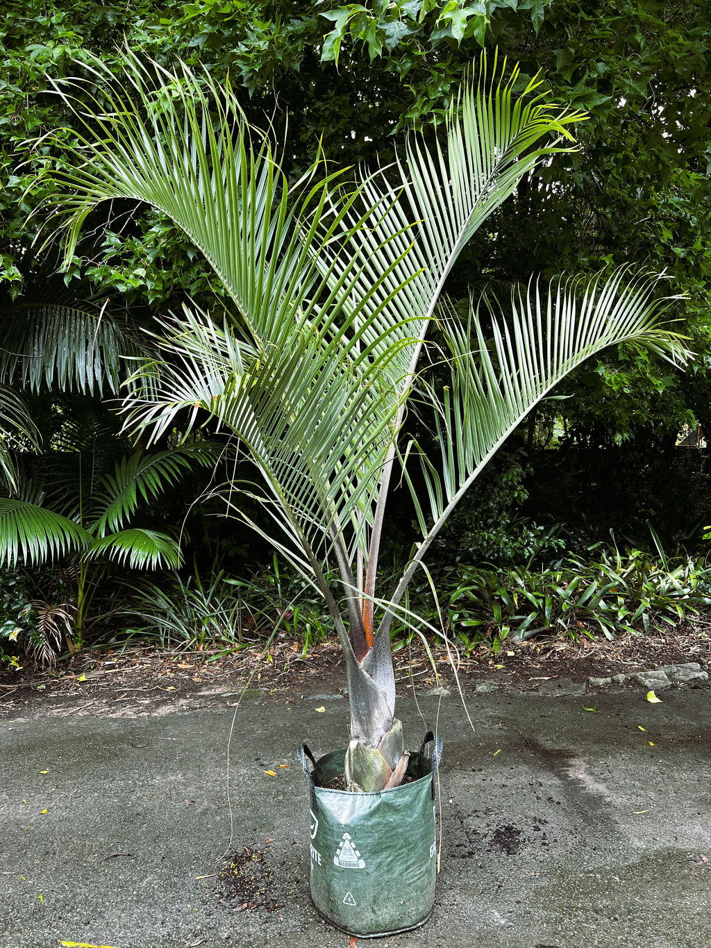 Dypsis decaryi (syn. Chrysalidocarpus decaryi)