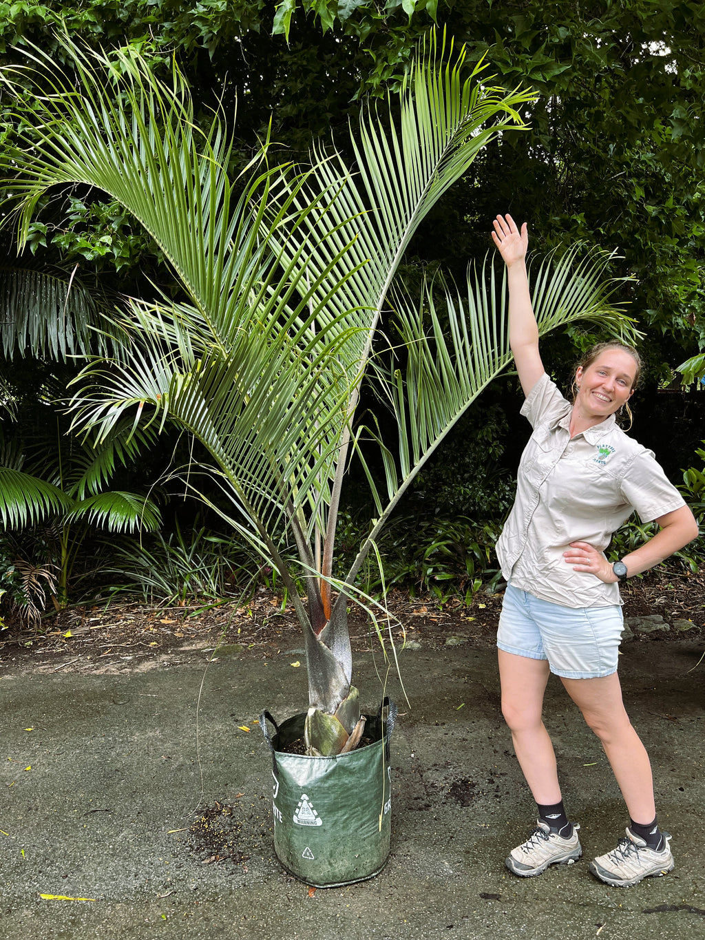 Dypsis decaryi (syn. Chrysalidocarpus decaryi)