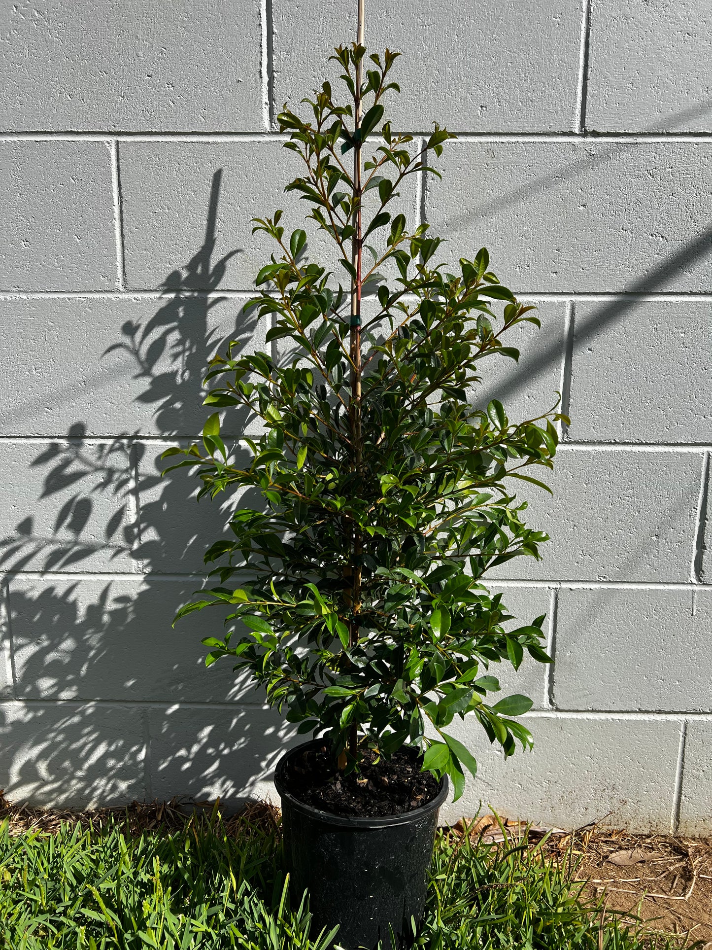 Lilly Pilly 'Resilience' (Syzygium australe)