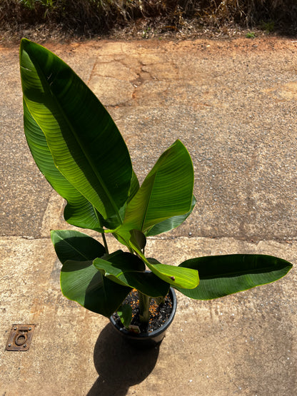 Heliconia Rauliniana