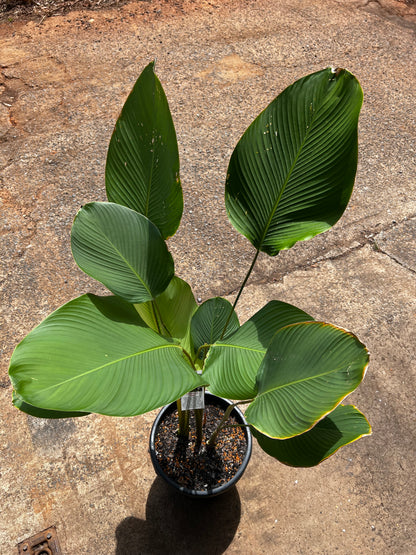 Calathea lutea - Cuban Cigar Plant