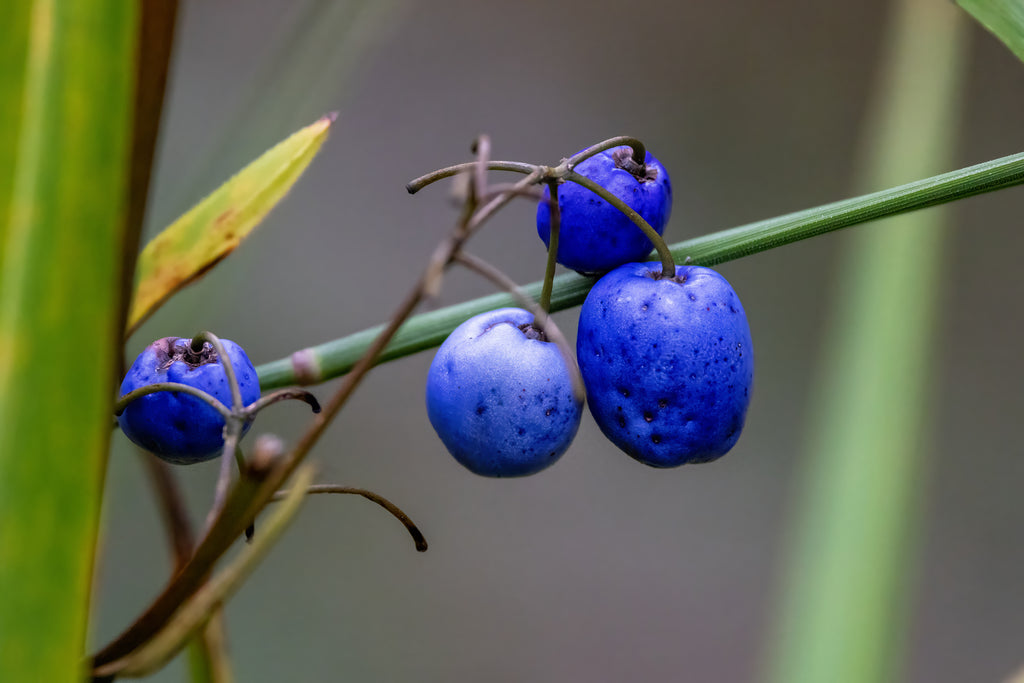 Elaeocarpus grandis