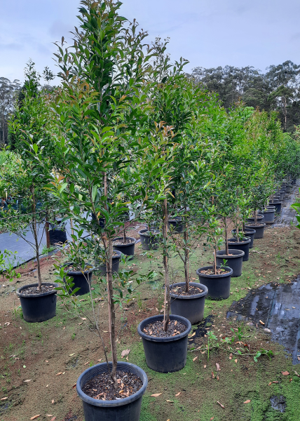 Platypus Plants