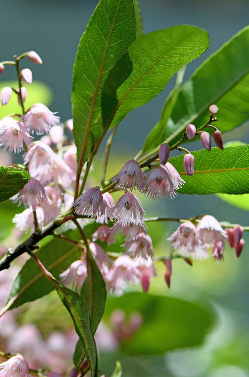 Platypus Plants