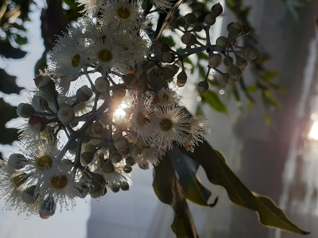 Platypus Plants