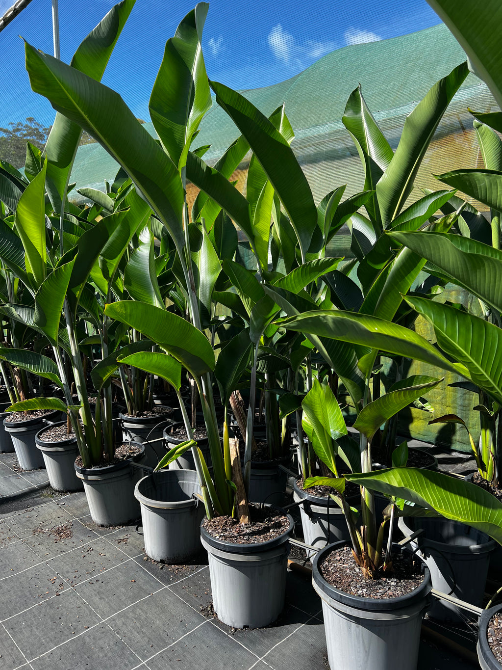 Heliconia 'Hot Rio Nights'