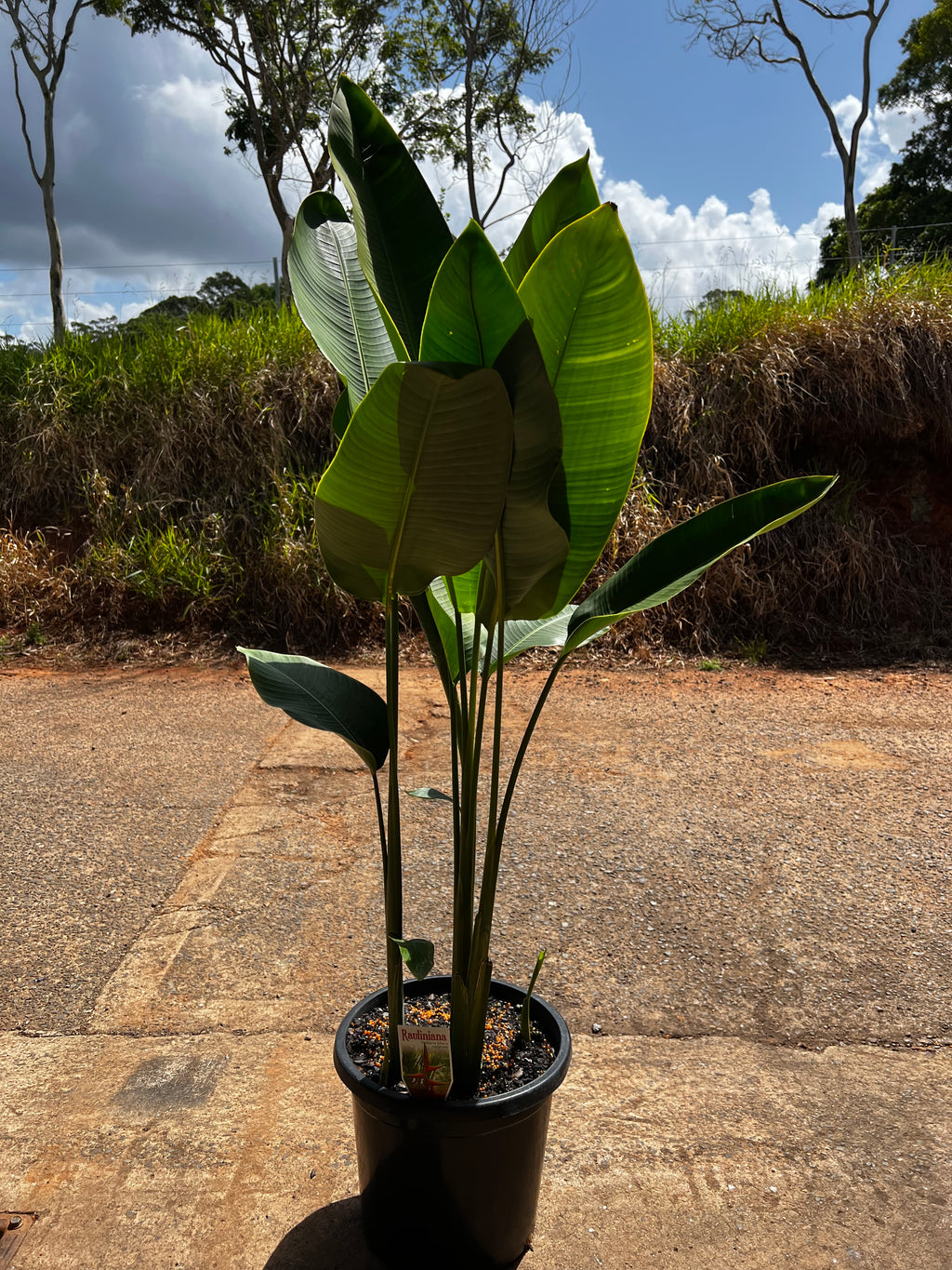 Platypus Plants