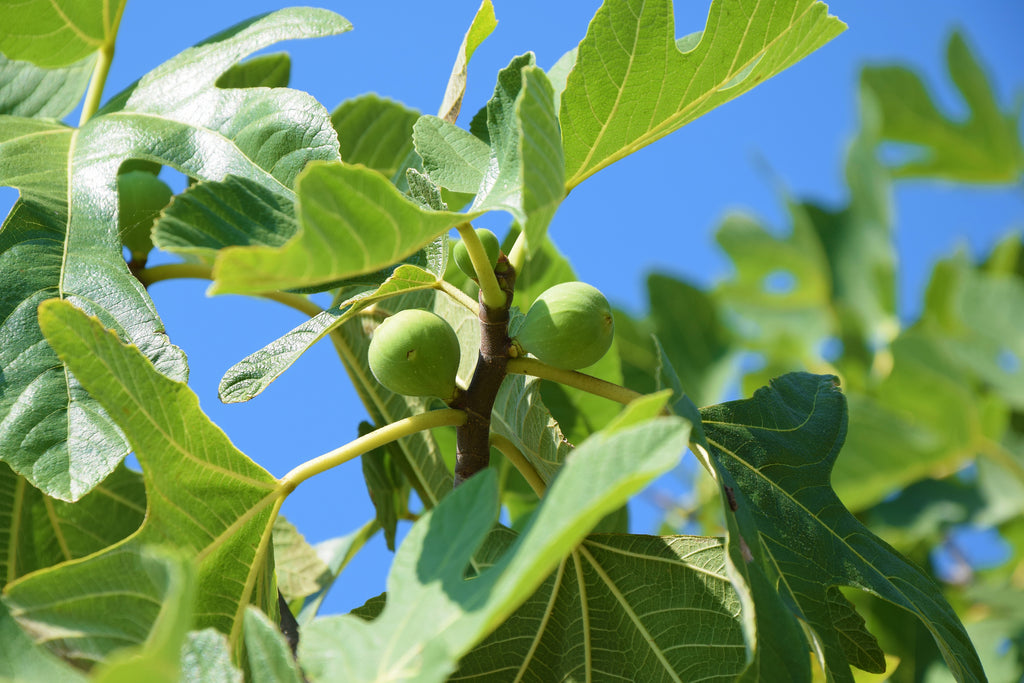 Fig - Brown Turkey Ficus carica