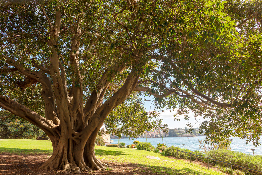 Ficus macrophylla