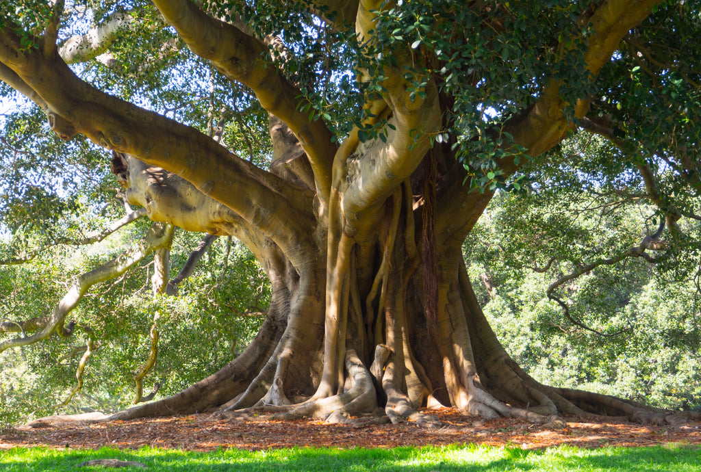 Ficus obliqua