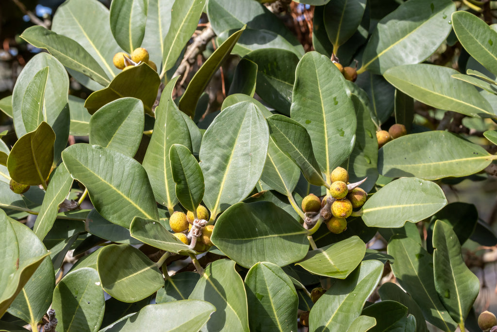 Platypus Plants