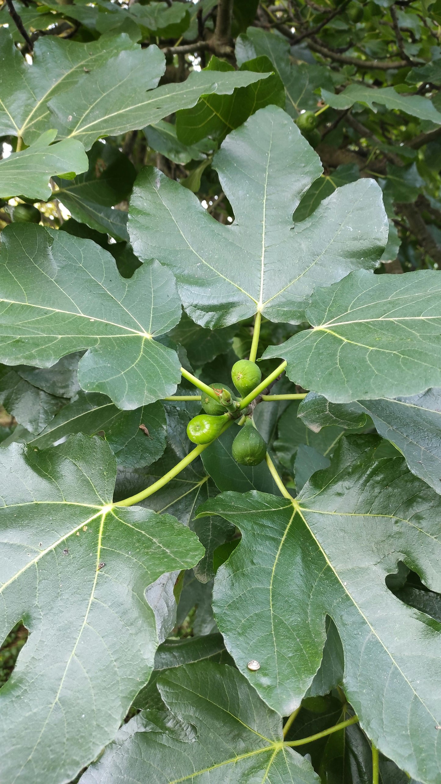 Fig - Celest Ficus carica