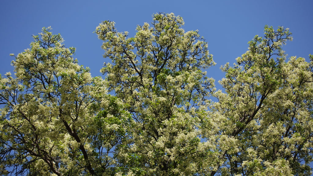 Flindersia schottiana