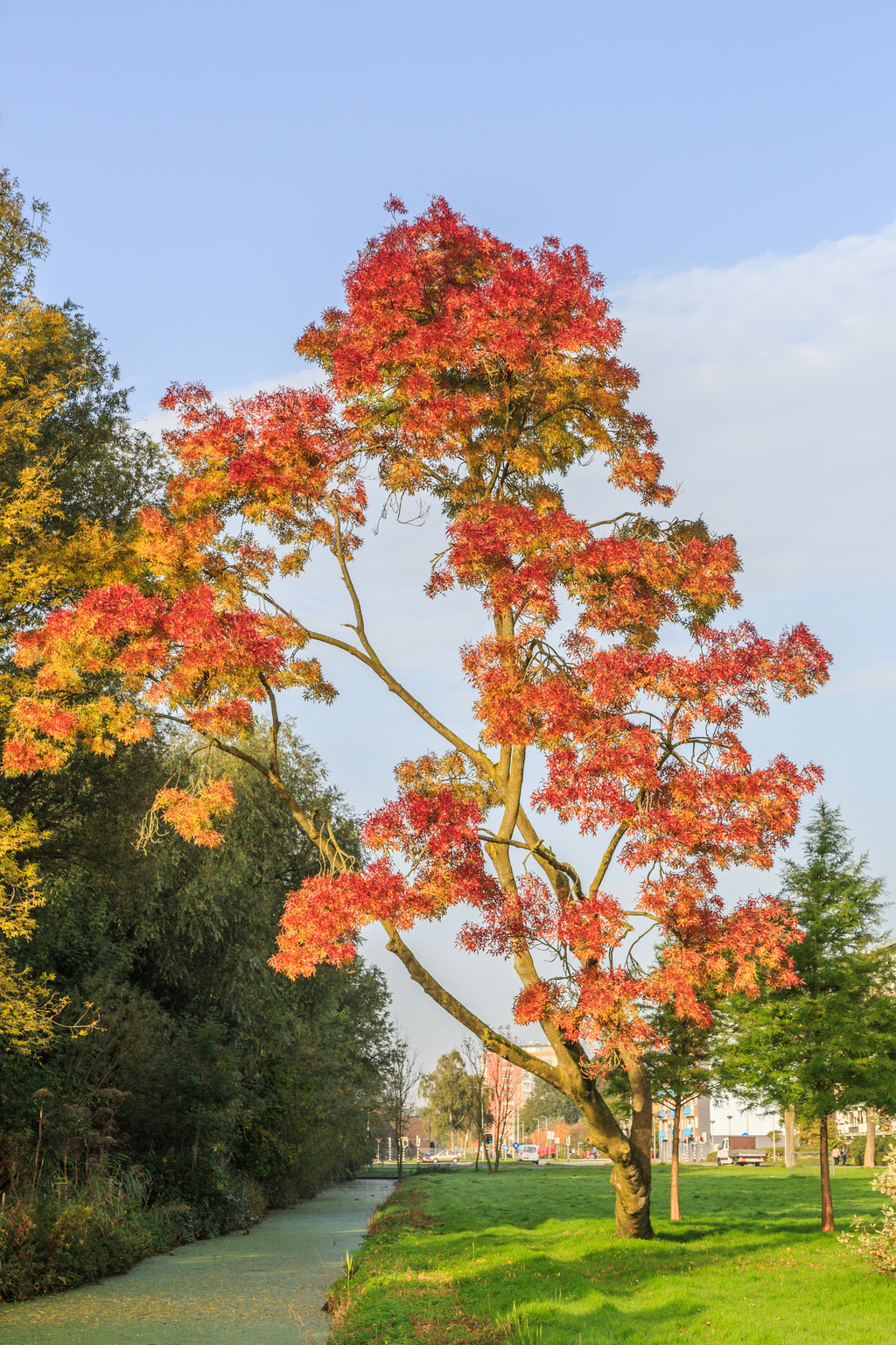 Fraxinus angustifolia raywood Claret Ash