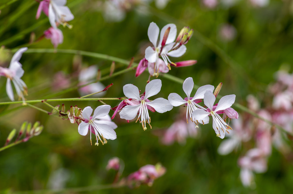 Gaura Baby Butterﬂies Pearl