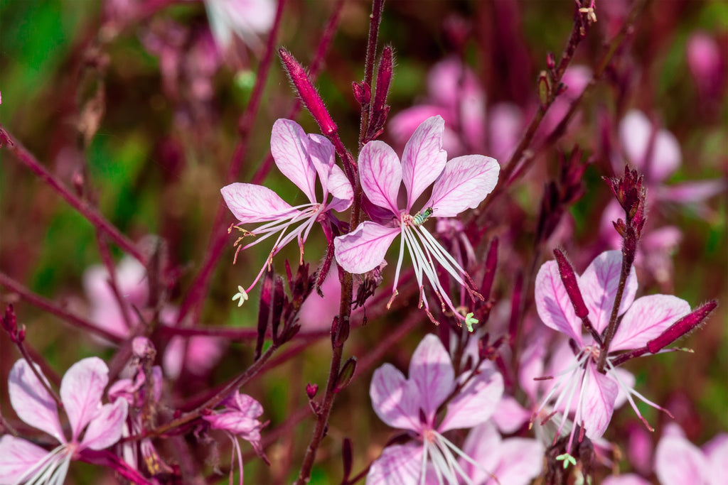 Gaura Baby Butterﬂies Pink