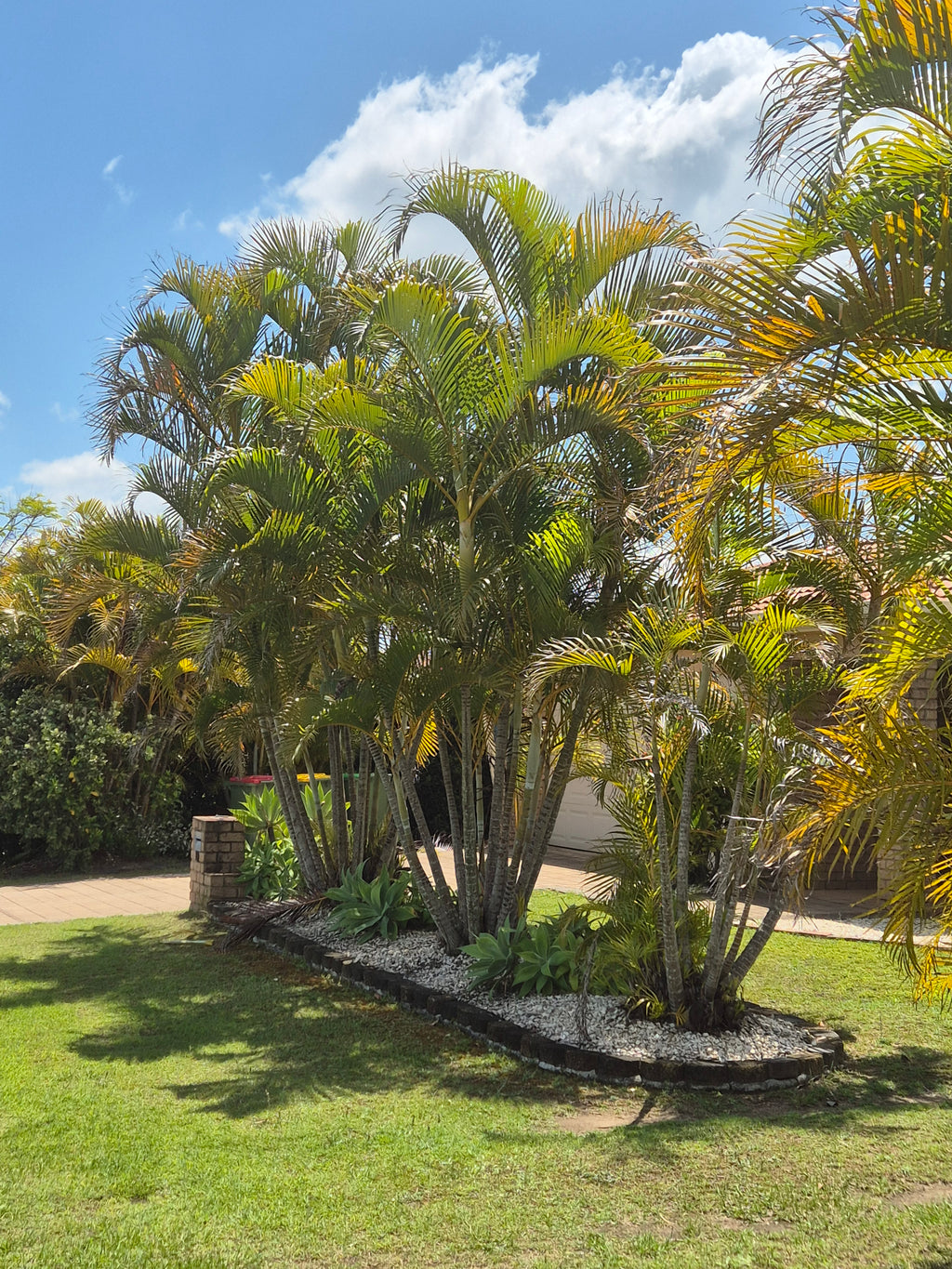 Dypsis lutescens - Golden Cane Palm Tree