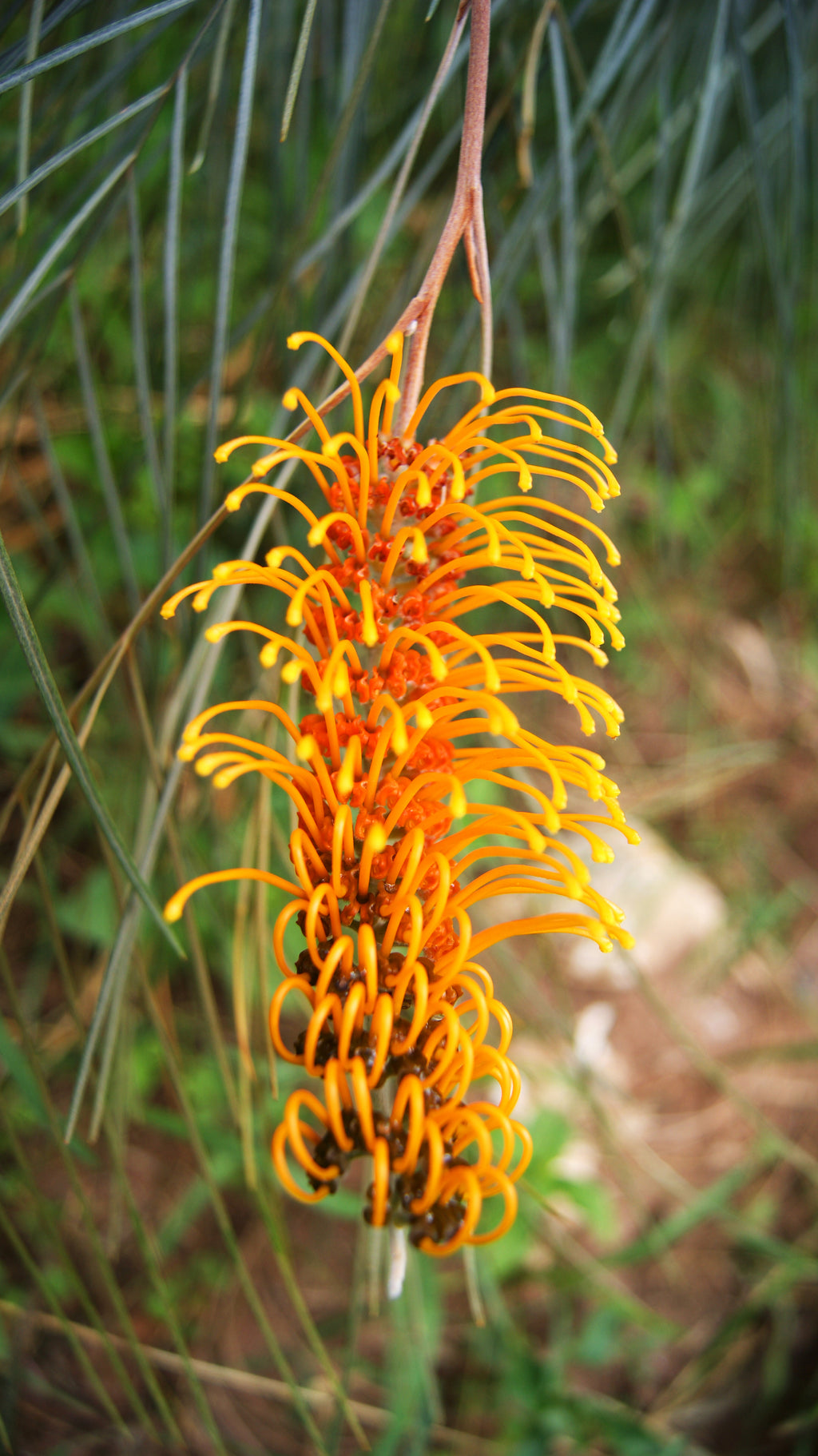 Grevillea Amber Blaze