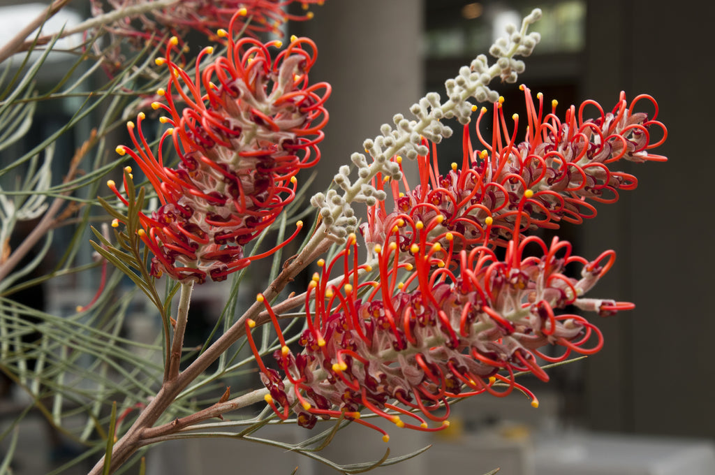 Grevillea Blood Orange