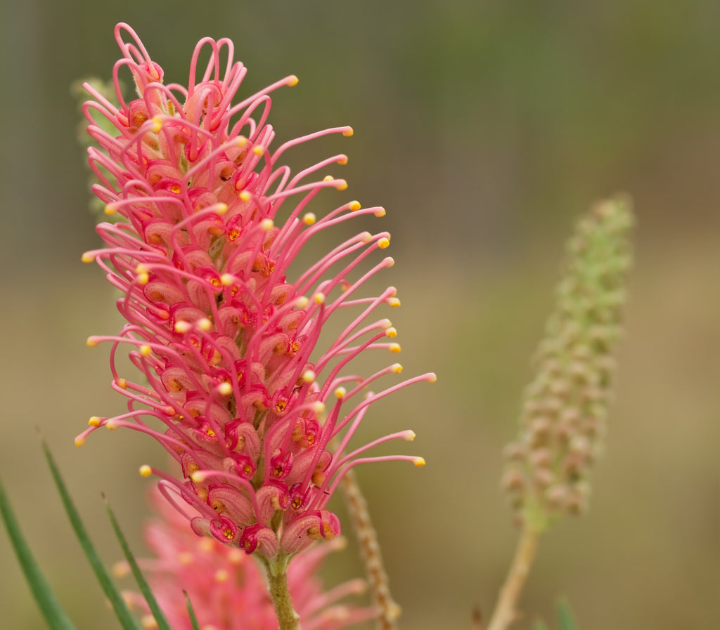 Grevillea Coastal Prestige