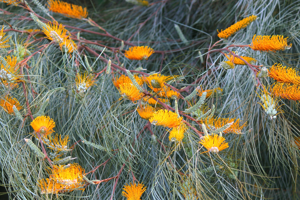 Grevillea Honey Gem