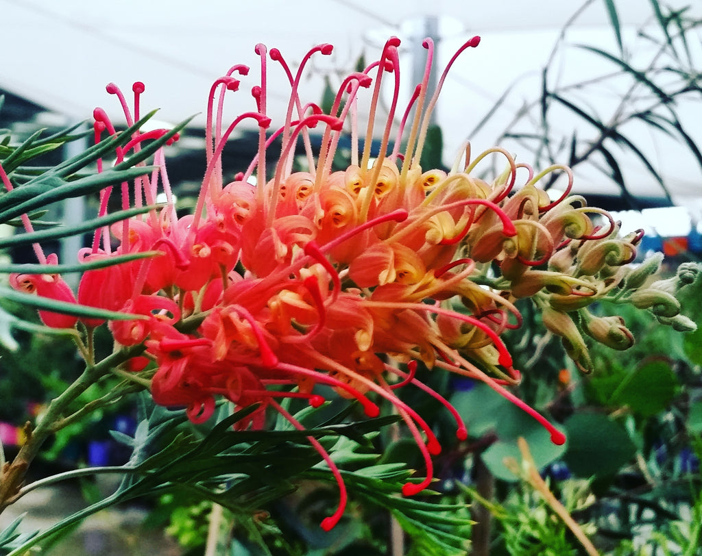 Grevillea Loopy Lou