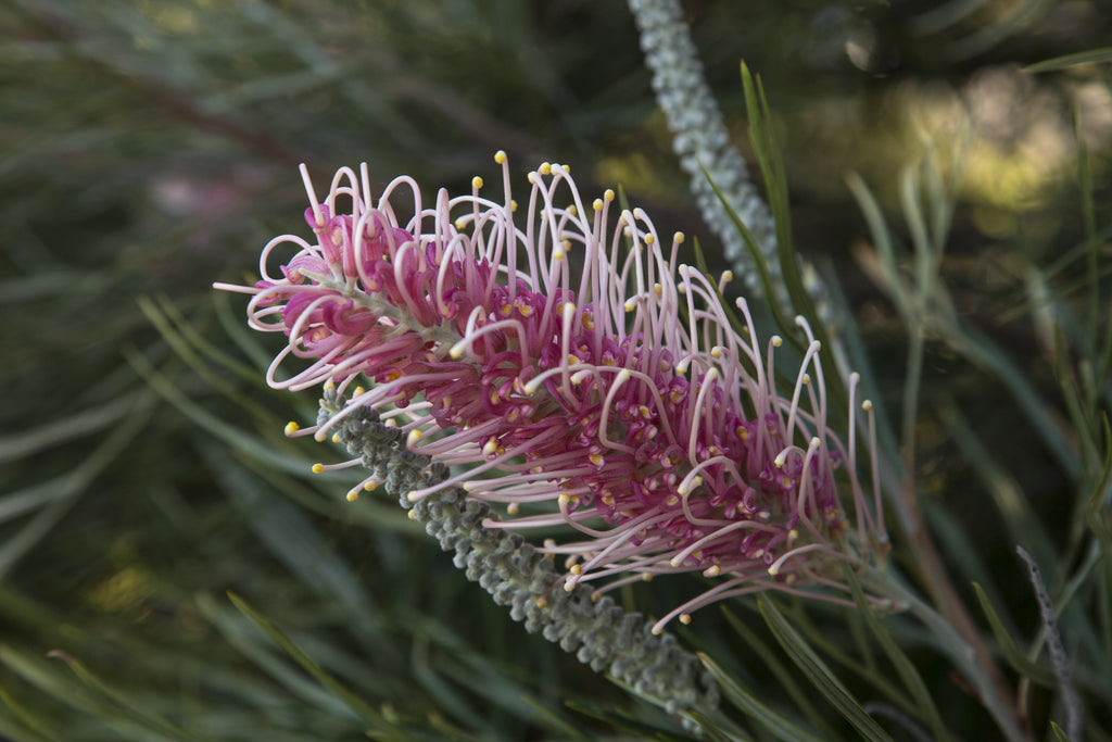 Grevillea Majestic