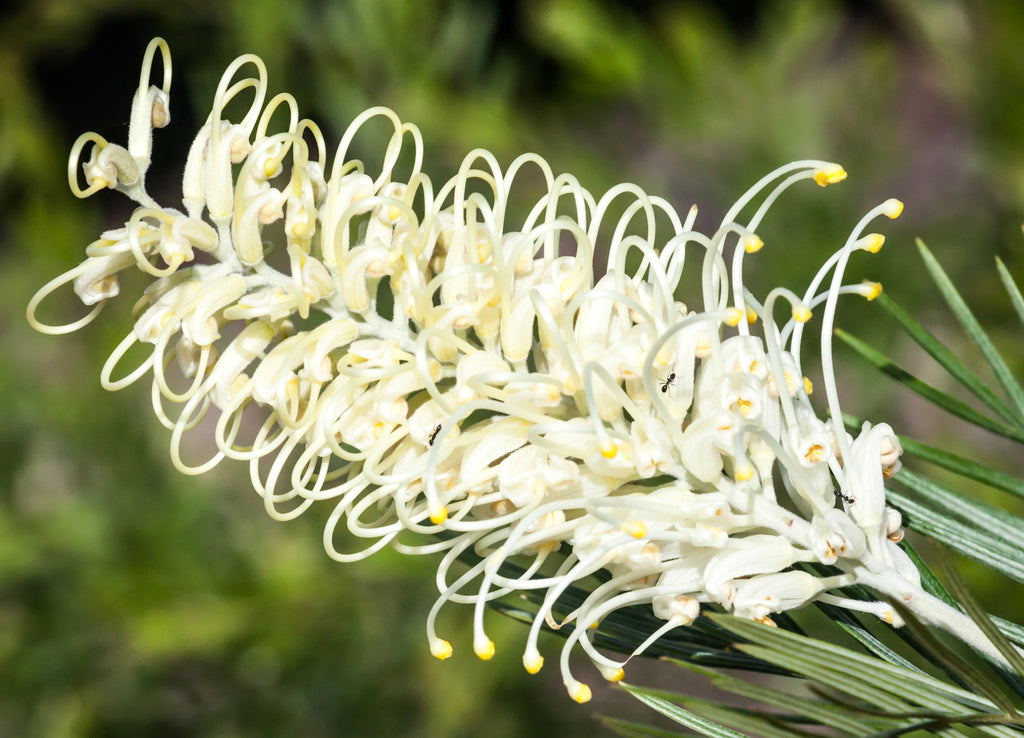 Grevillea Moonlight