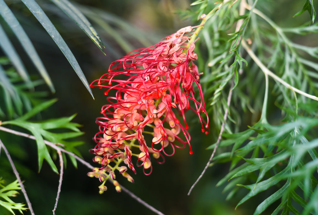 Platypus Plants