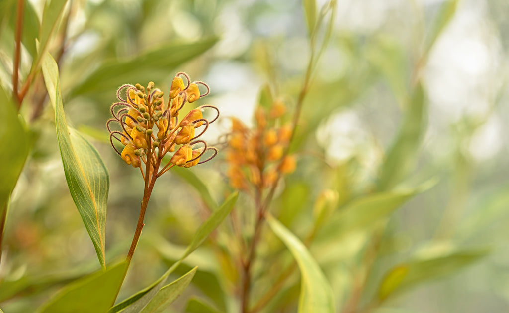 Grevillea Orange Marmalade