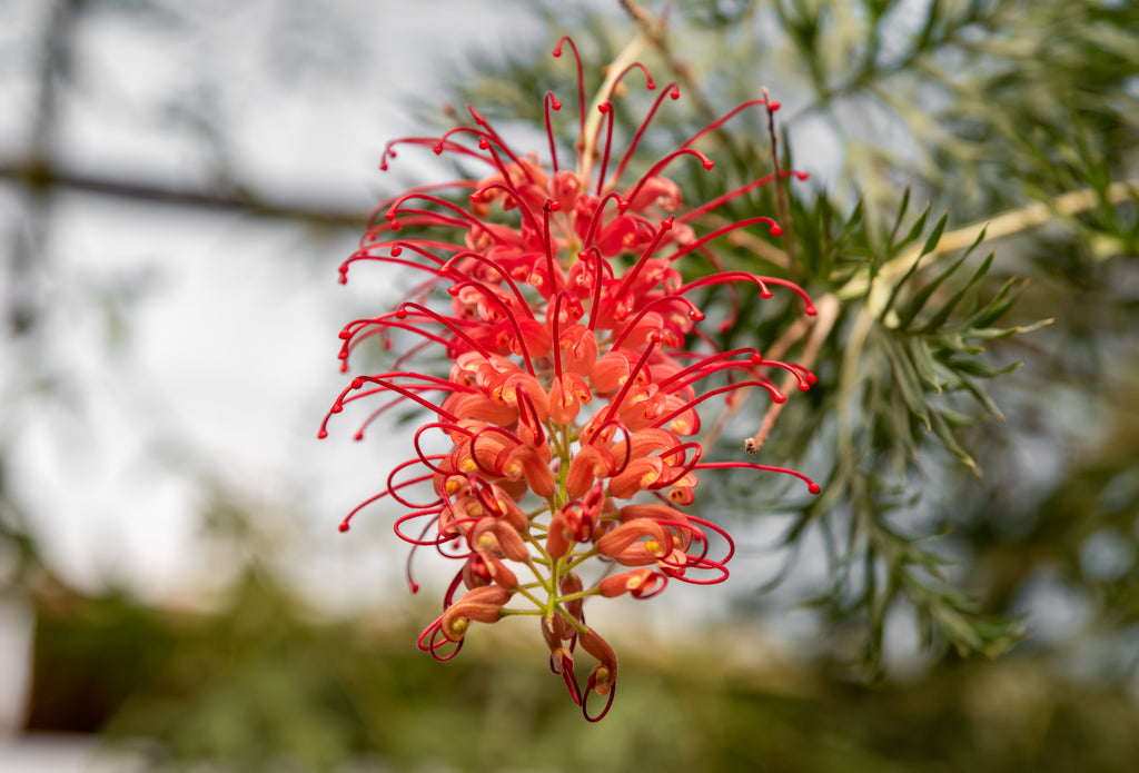 Grevillea Robyn Gordon