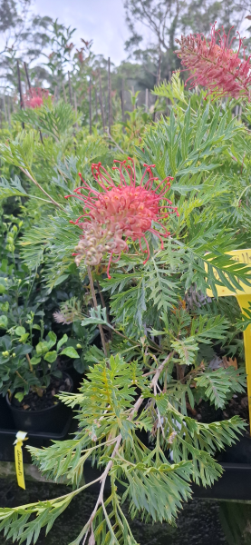 Grevillea Robyn Gordon