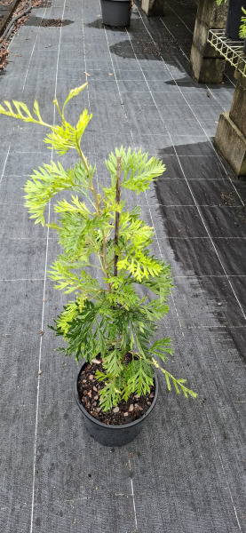 Grevillea Robyn Gordon