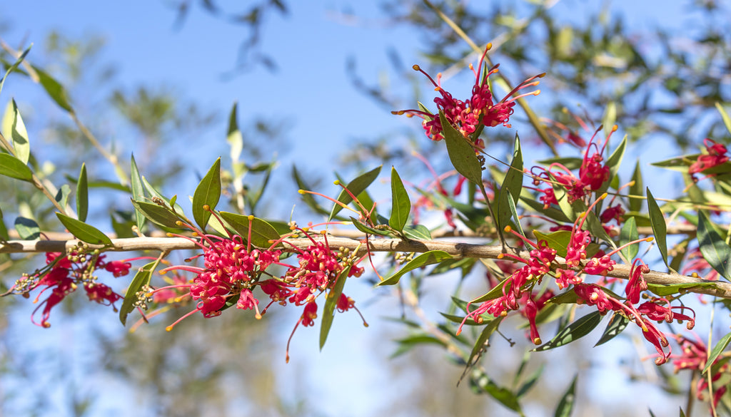 Platypus Plants