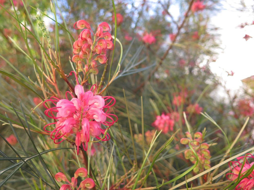 Grevillea Elegance