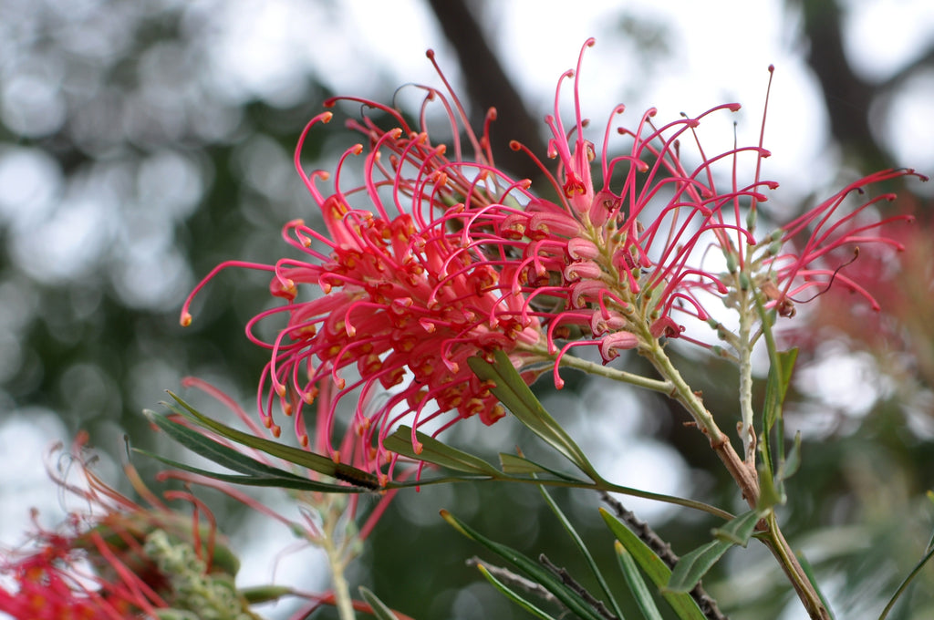 Grevillea banksii Red