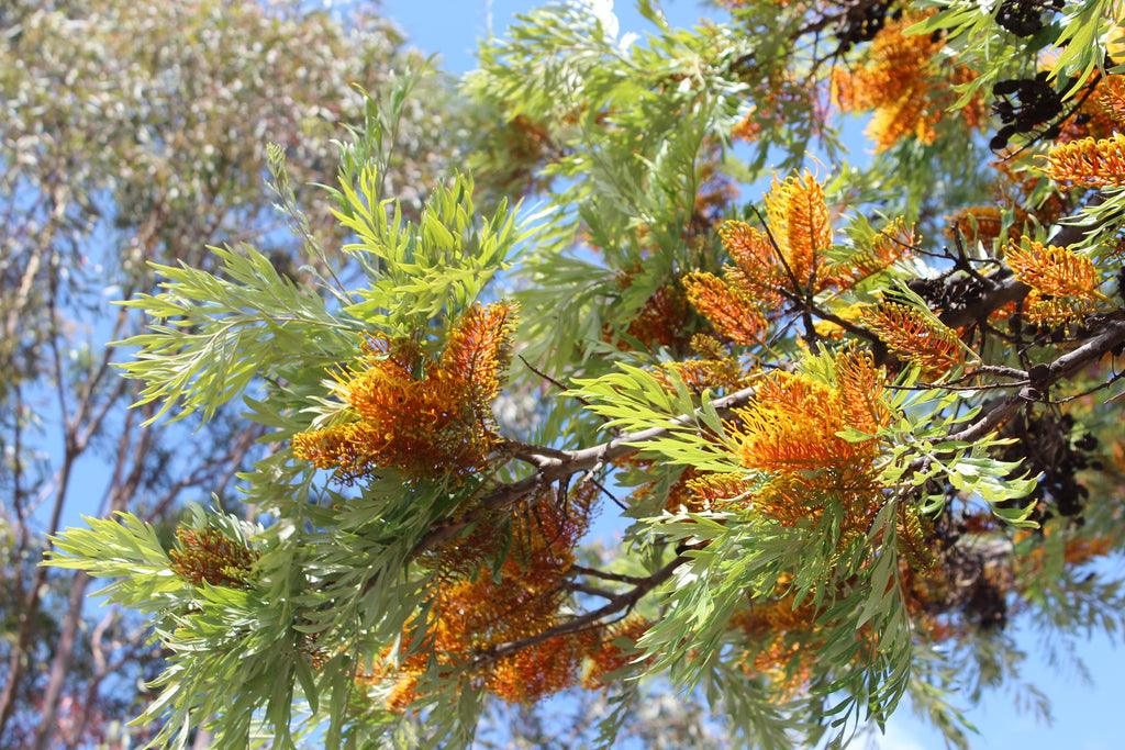 Grevillea robusta