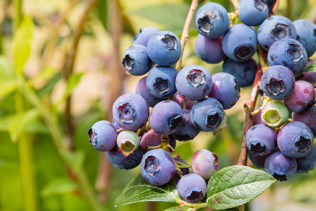 Blueberry - Gulf Coast Vaccinium spp.