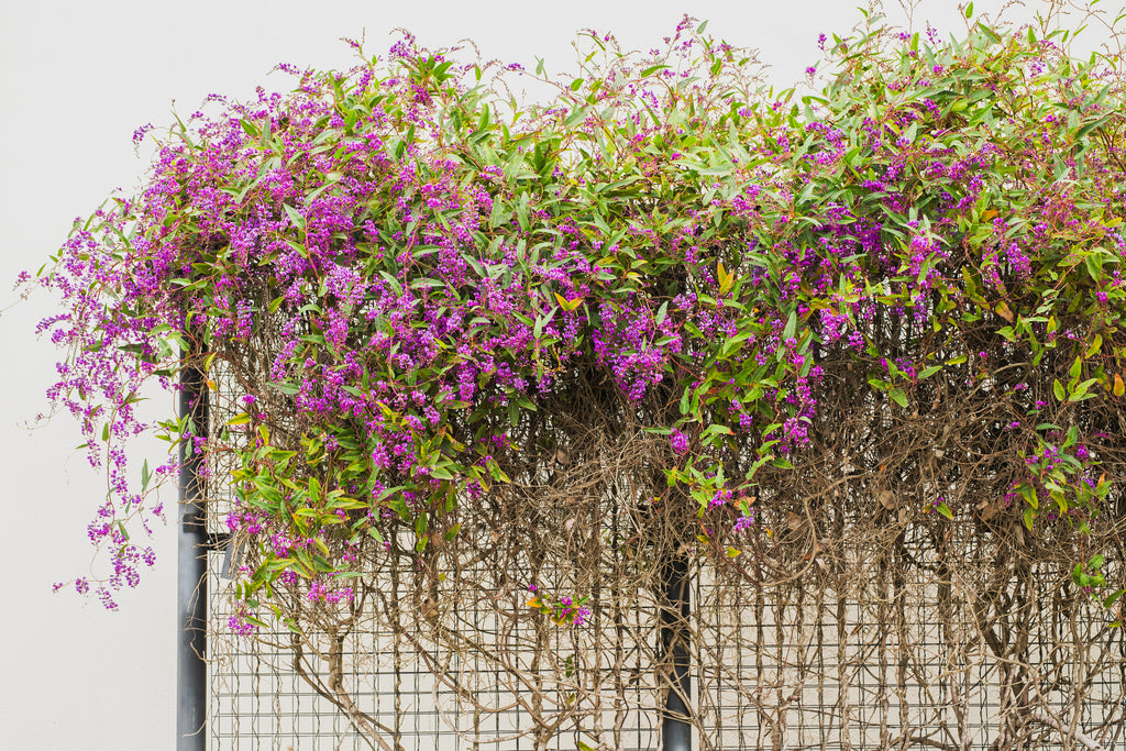 Hardenbergia violacea