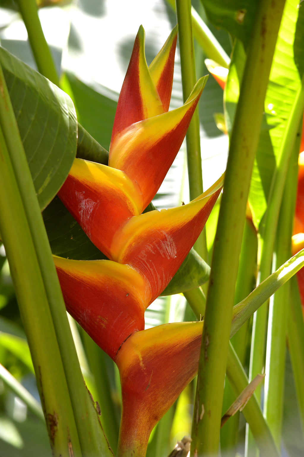 Heliconia Jacquinii